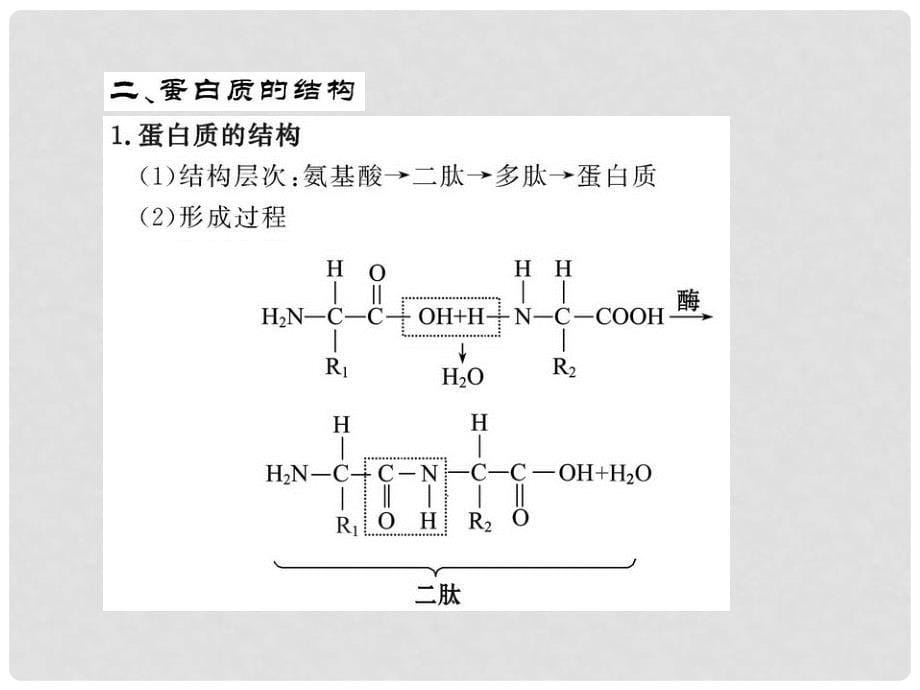 高中生物 2.2.2《蛋白质的结构和功能》同步课件 苏教版必修1_第5页