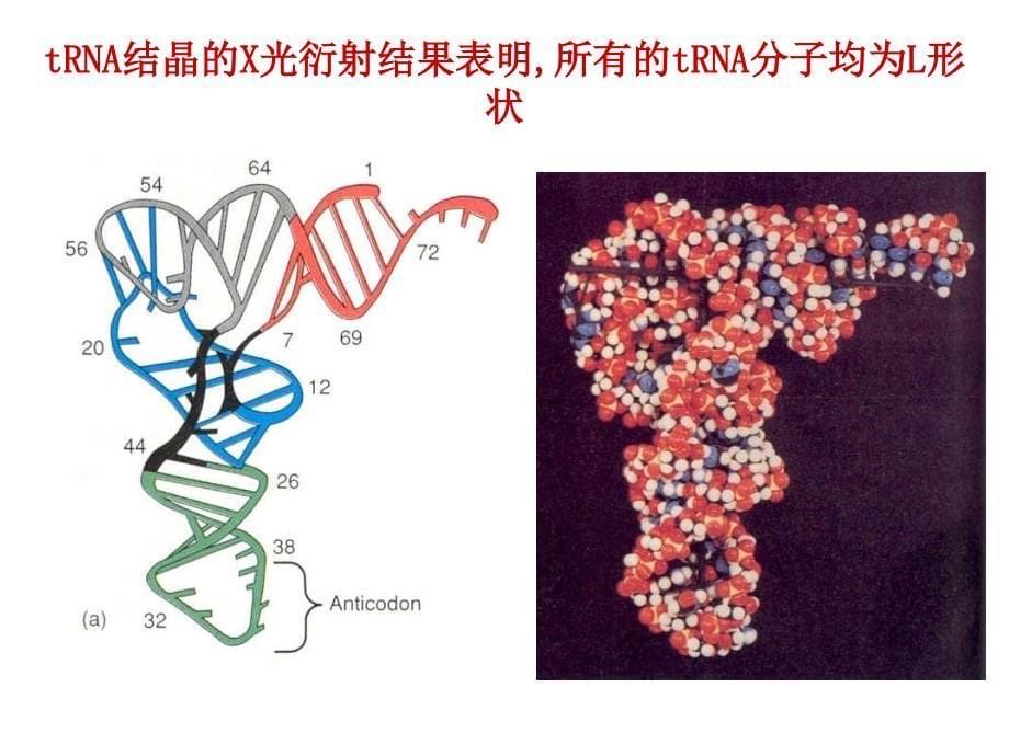 《蛋白质合成》课件_第5页