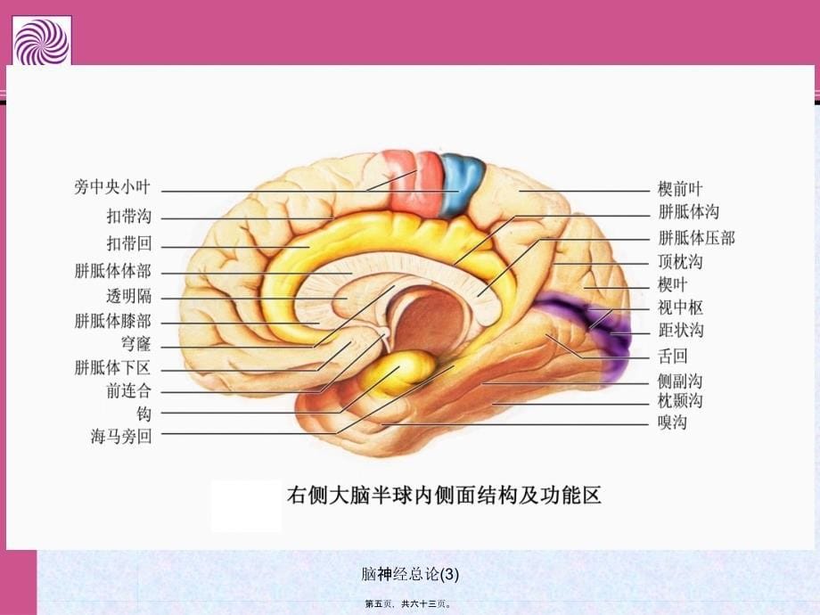 脑神经总论3课件_第5页