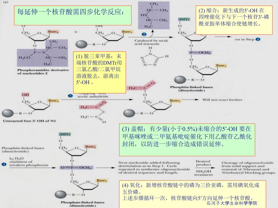 DNA体外合成与序列测定_第4页