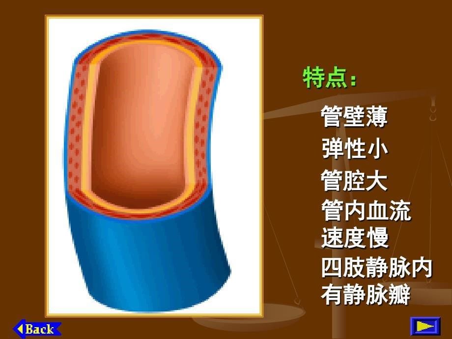 第二节血管和心脏_第5页