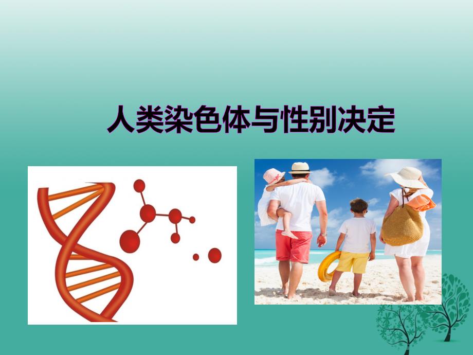 八年级生物上册 第四章 第三节人类染色体与性别决定课件 新版济南版1_第1页