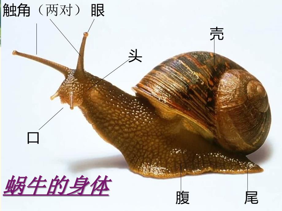 三年级科学上册2.5蚂蚁课件5教科版教科版小学三年级上册自然科学课件_第1页