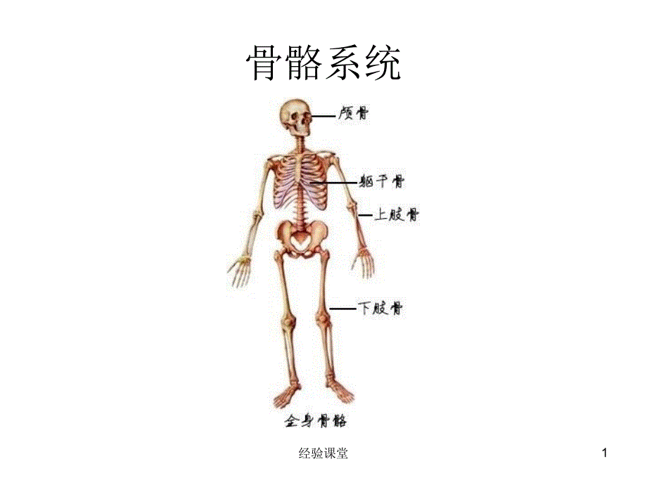 人体生理解剖学图解【高级教育】_第1页