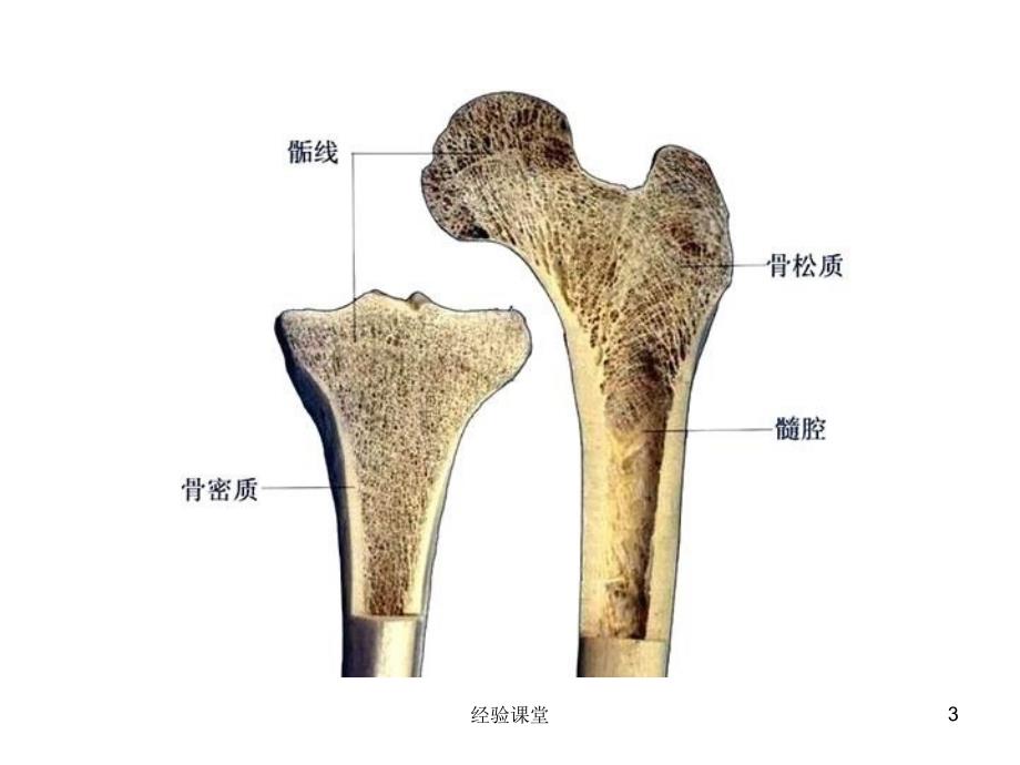 人体生理解剖学图解【高级教育】_第3页