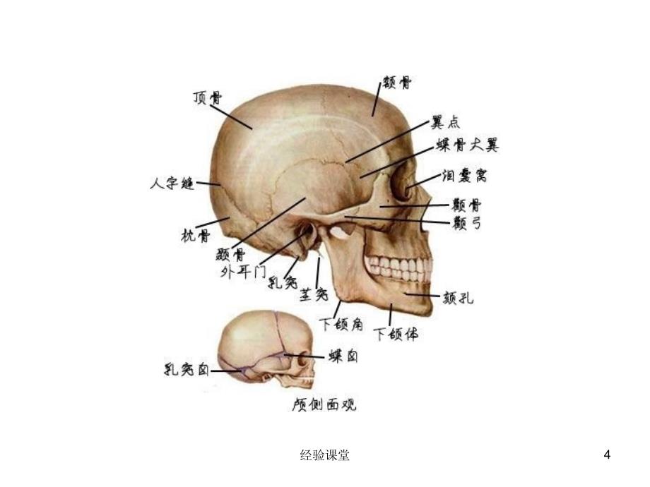 人体生理解剖学图解【高级教育】_第4页