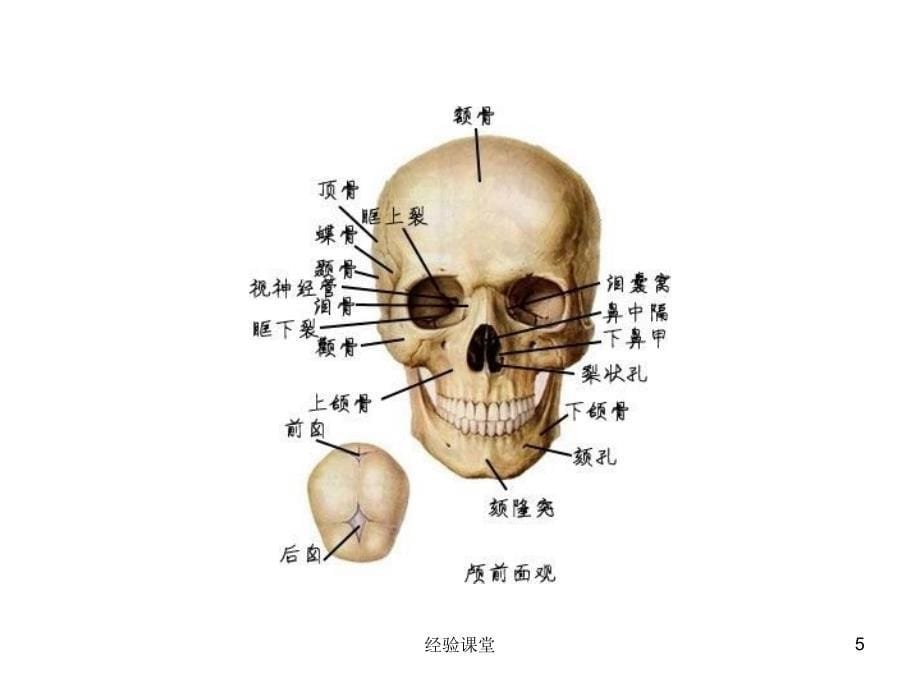 人体生理解剖学图解【高级教育】_第5页