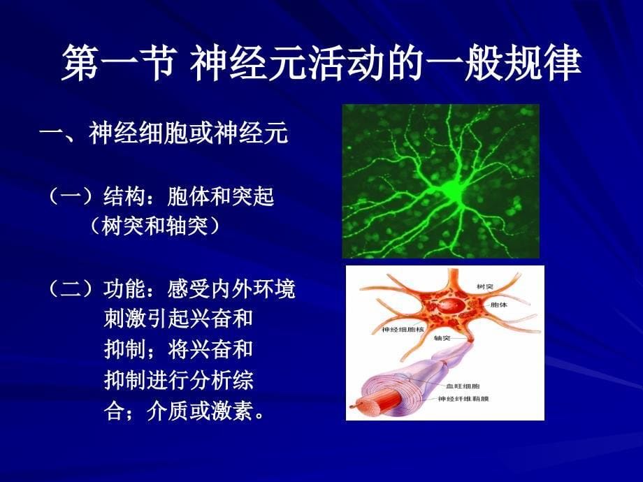 哺乳动物的神经系统简介_第5页