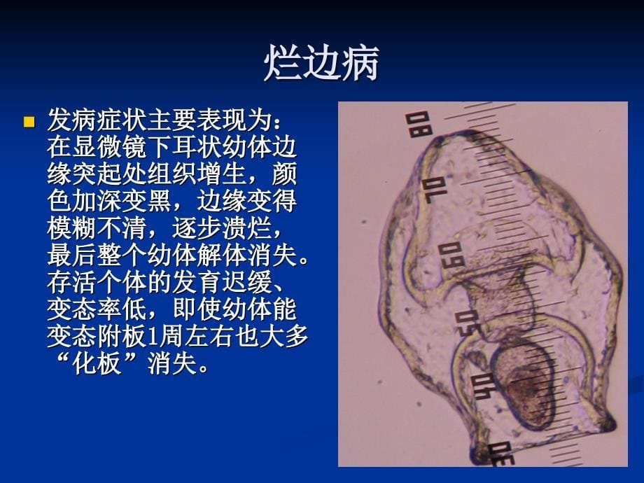 海参养殖过程中病害等不利因素的应对措施教案资料_第5页