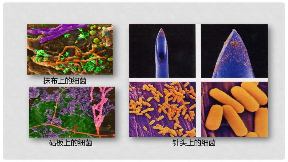 中考生物一轮复习 细菌和真菌的分布课件_第3页