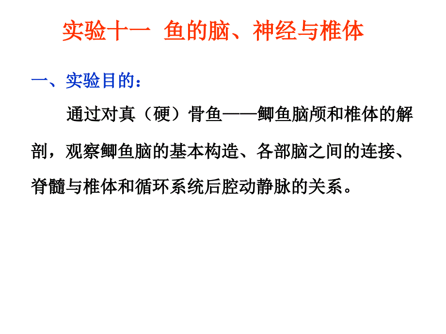 实验 鱼脑神经与椎体_第1页