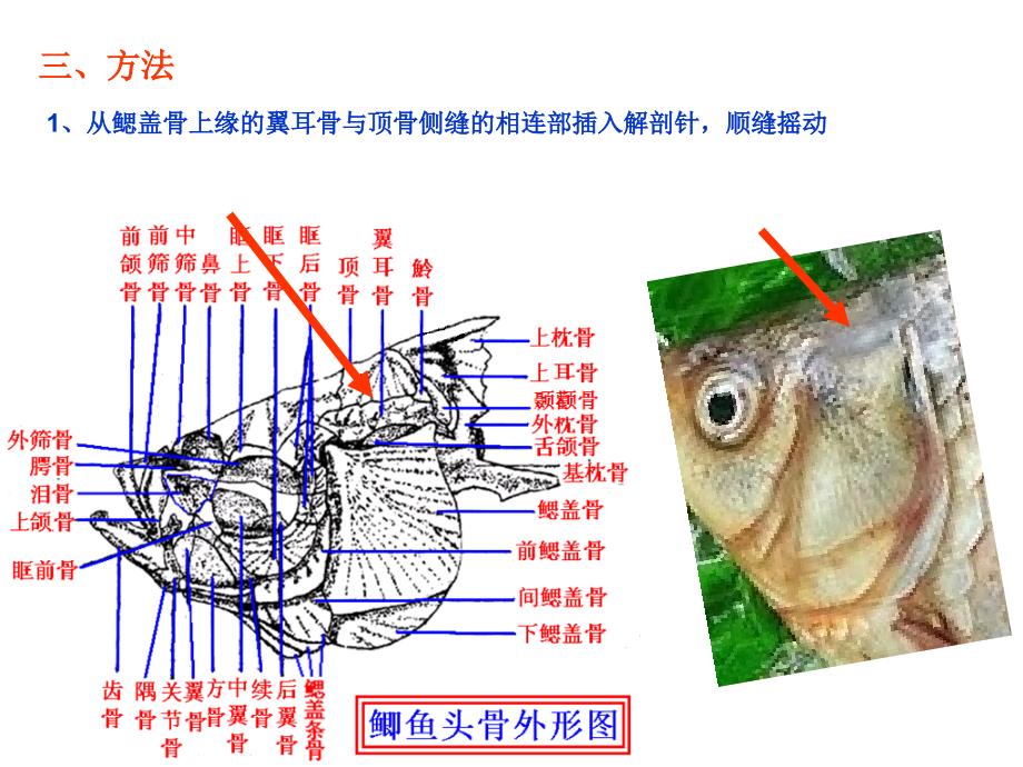 实验 鱼脑神经与椎体_第3页