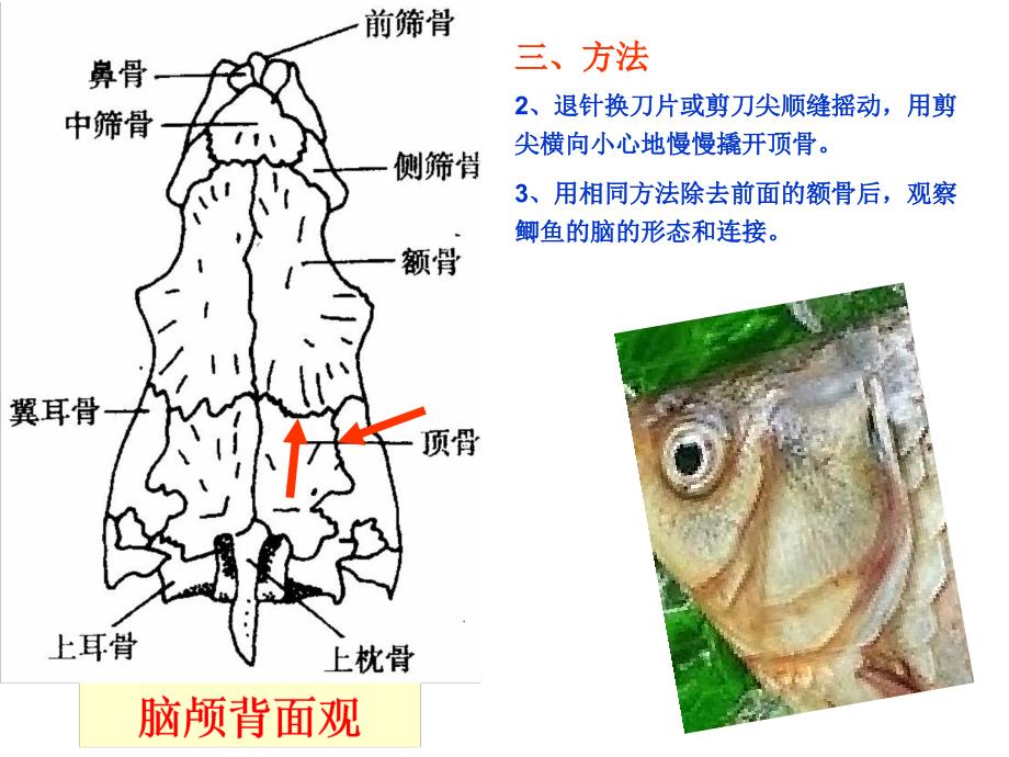 实验 鱼脑神经与椎体_第4页