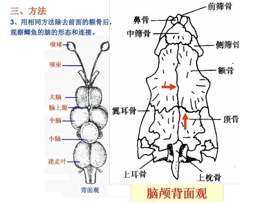 实验 鱼脑神经与椎体_第5页