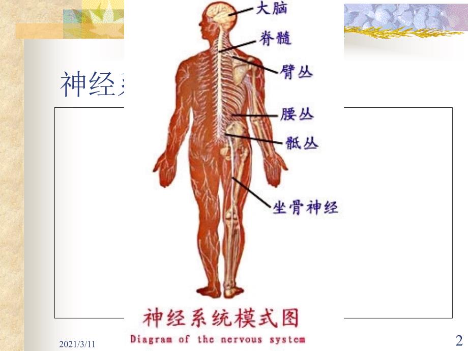 神经系统解剖学课件..08_第2页