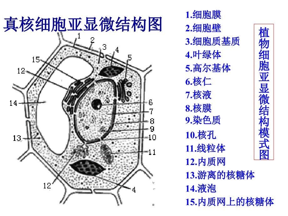 一轮复件必修一3.2细胞器_第5页