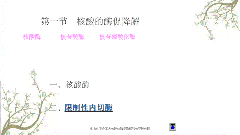 生物化学合工大核酸的酶促降解和核苷酸代谢_第2页