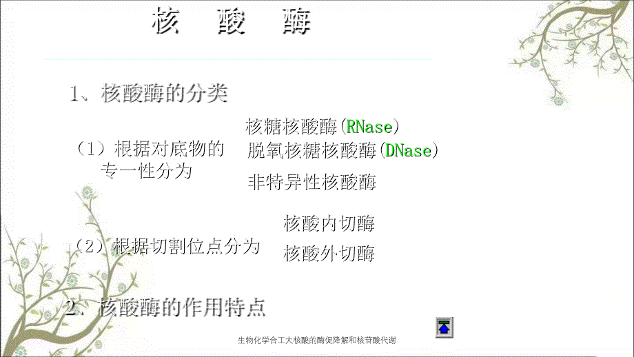 生物化学合工大核酸的酶促降解和核苷酸代谢_第3页