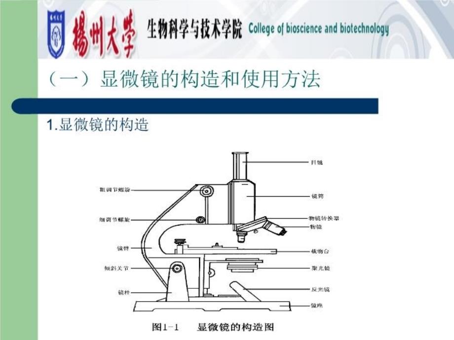 最新实验一显微镜种子和幼苗PPT课件_第3页