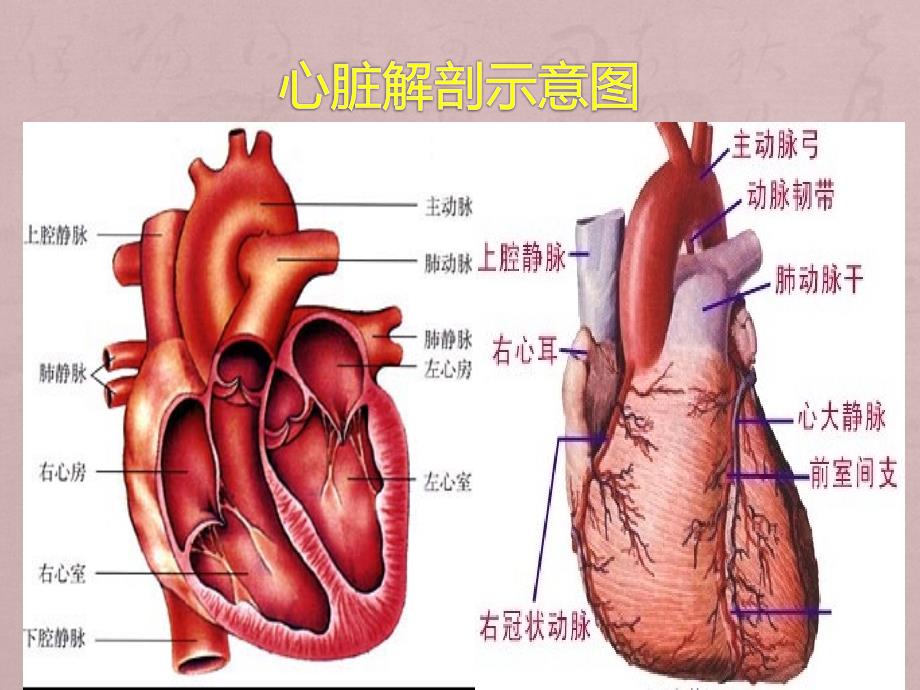 重症心力衰竭的利尿治疗_第3页