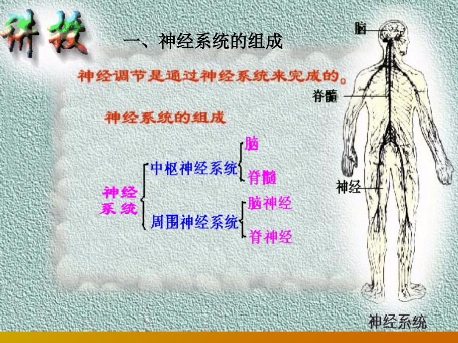 高考生物复习 动物的神经调节 ppt_第3页