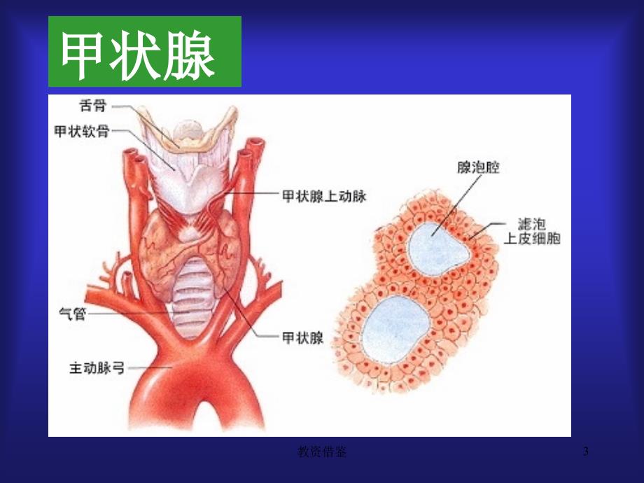 30章甲状腺素沐风书屋_第3页