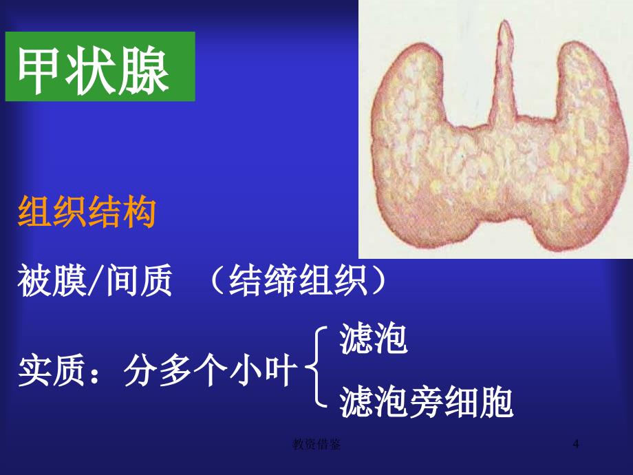 30章甲状腺素沐风书屋_第4页