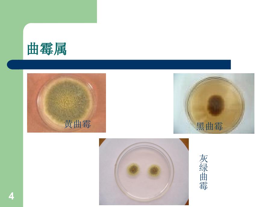 霉菌毒素的危害与解决措施PPT精品文档_第4页