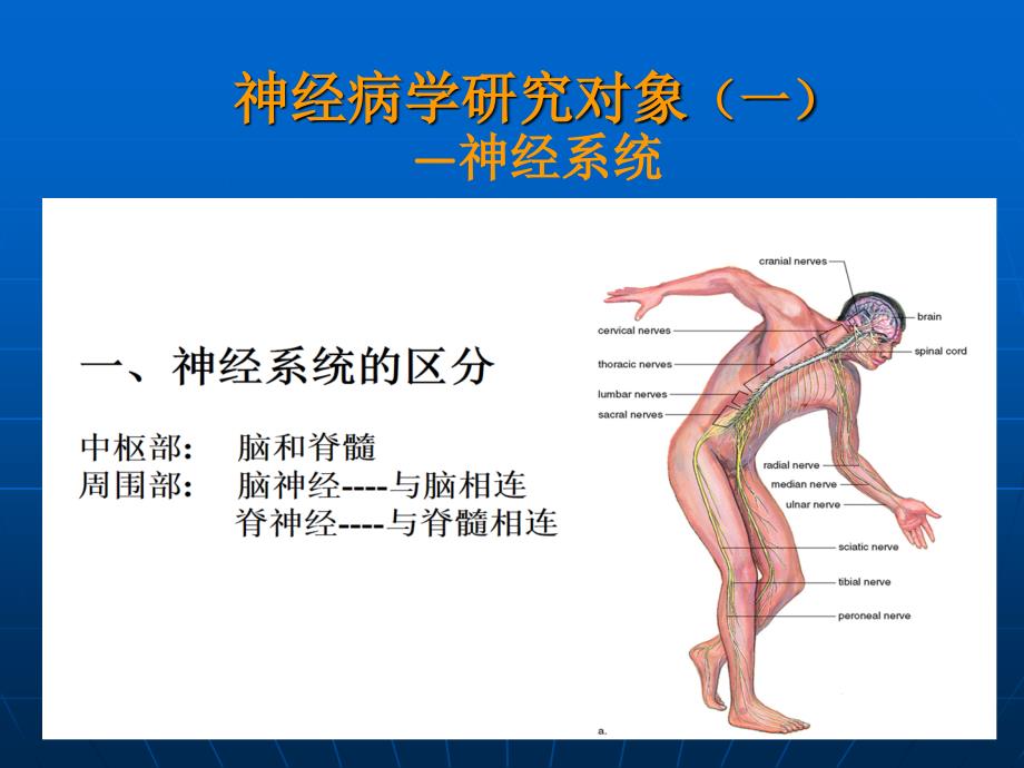 神经病学-大脑、小脑、脊髓的结构和功能.ppt_第3页