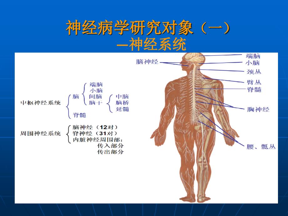 神经病学-大脑、小脑、脊髓的结构和功能.ppt_第4页