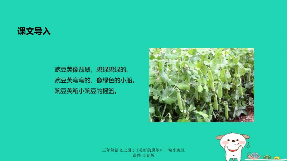 最新三年级语文上册5美好的愿望一粒小豌豆课件_第3页