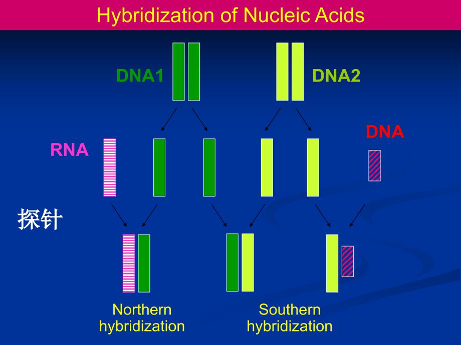 DNA印迹与杂交技术.ppt_第4页