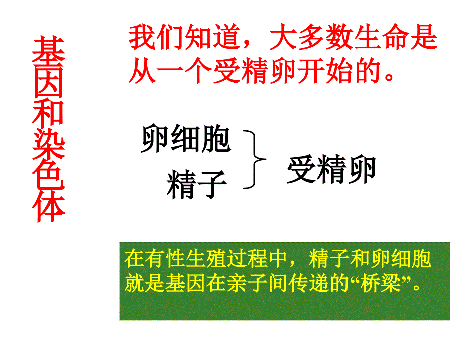 基因在亲子代间的传递(1)_第3页