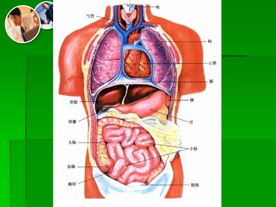 人体内脏的功能_第3页