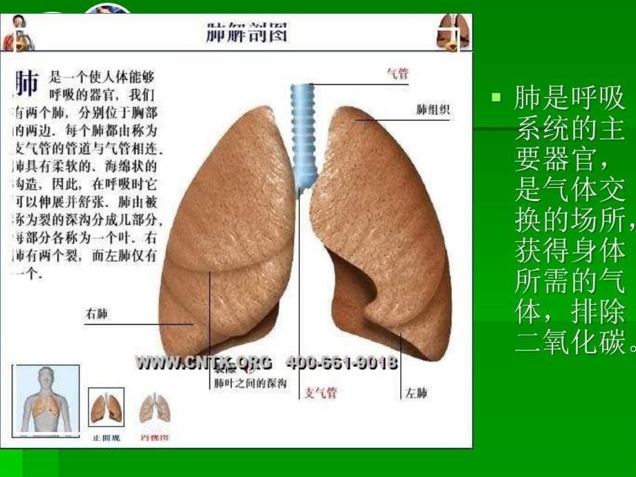 人体内脏的功能_第5页