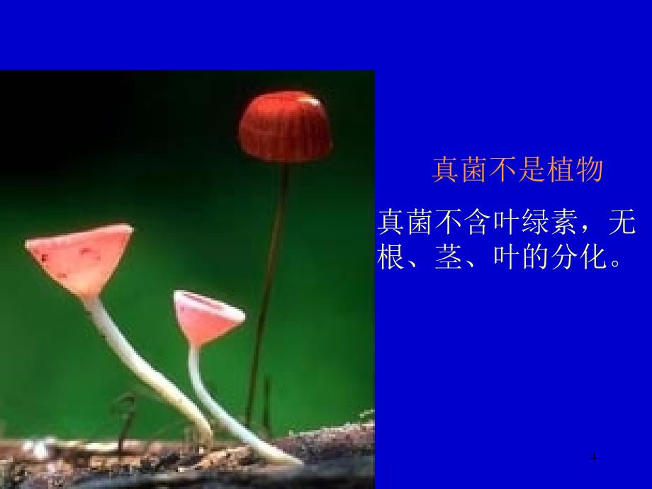 真菌ppt课件_第4页