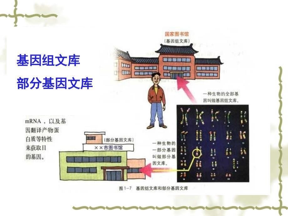 高二生物选修3基因工程的原理和技术课件_第5页