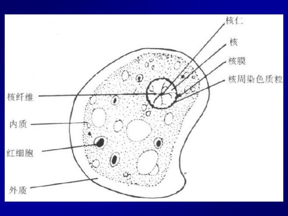 Prasite寄生虫2医学原虫叶足虫_第5页