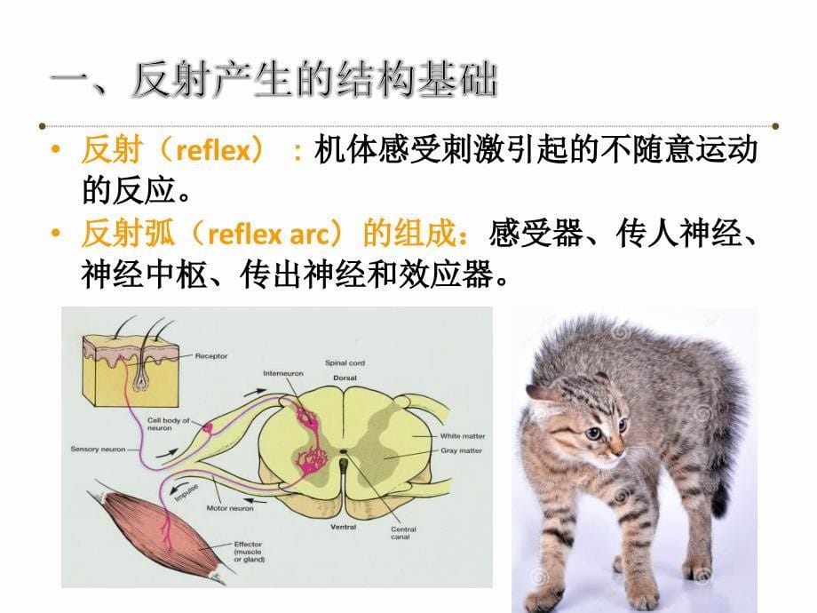 康复评定——神经系统反射的评定_第5页