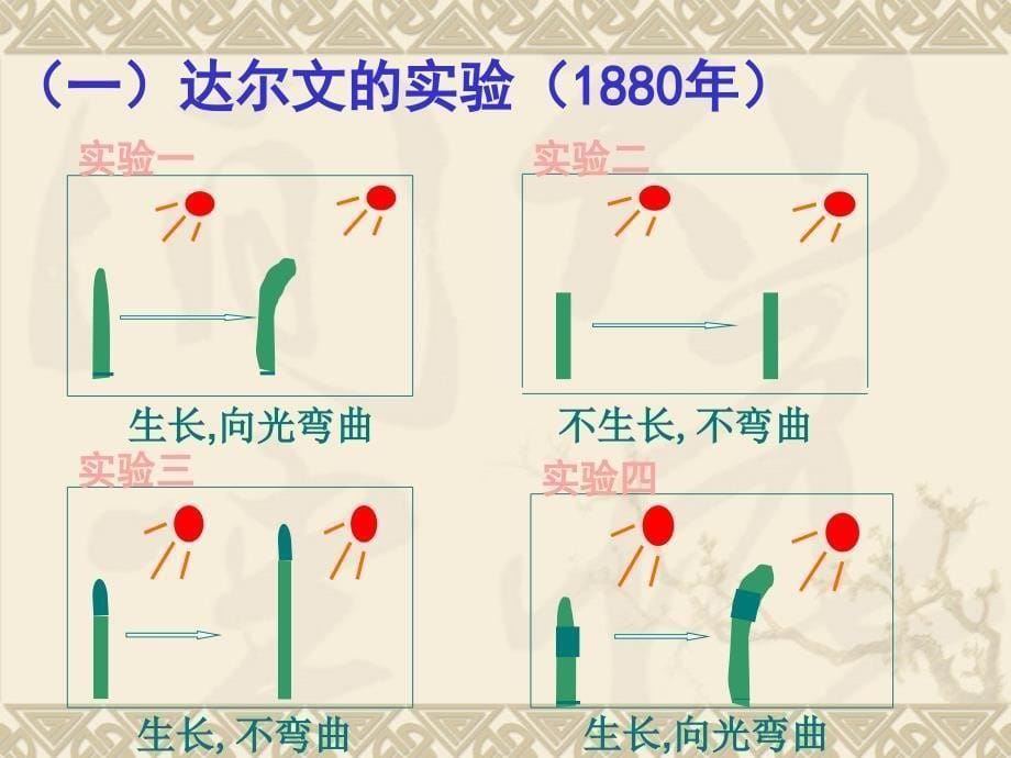 生物学必修3.3.1植物生长素的发现PPT课件_第5页