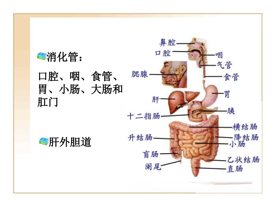 消化系统器官PPT课件_第2页