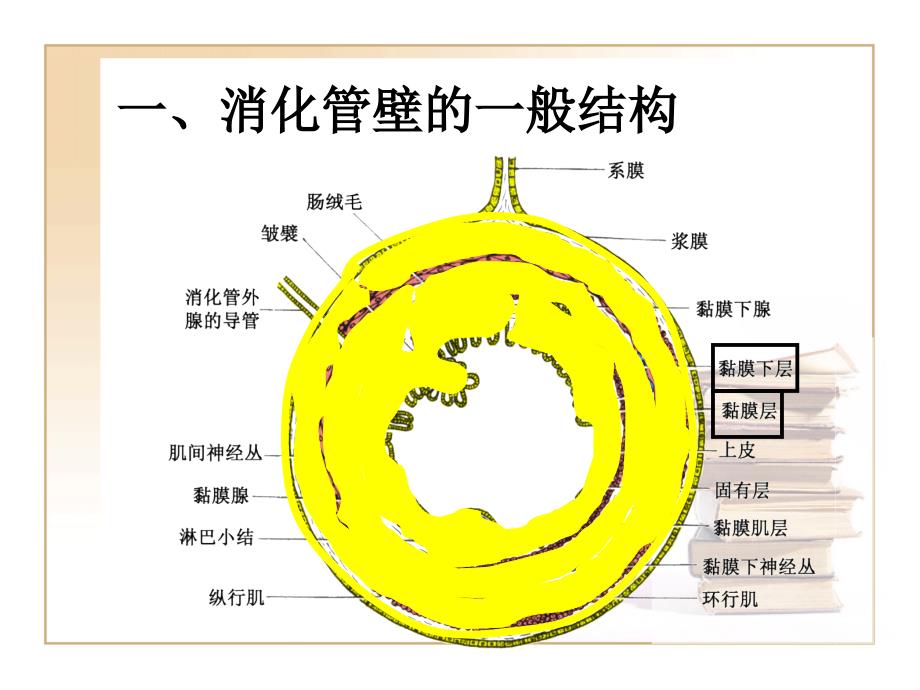 消化系统器官PPT课件_第4页