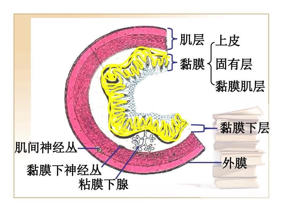 消化系统器官PPT课件_第5页