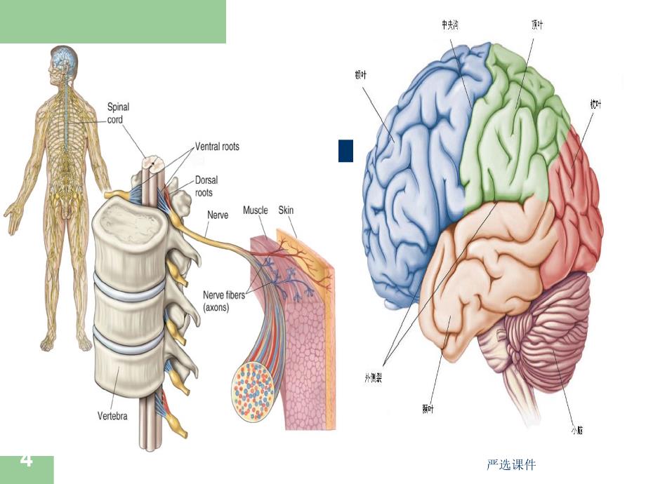 第四章 神经系统的发育和再生（高等教学）_第4页