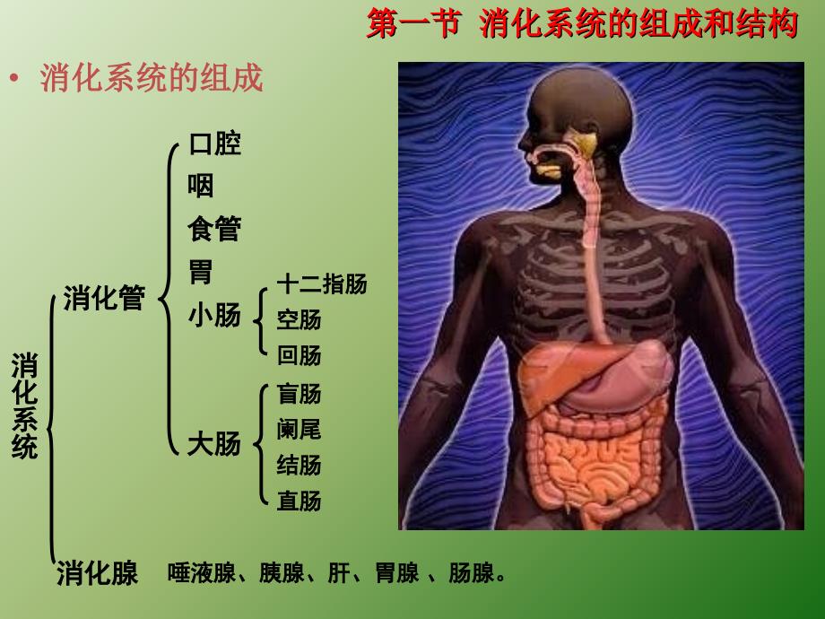 消化系统结构ppt课件_第2页