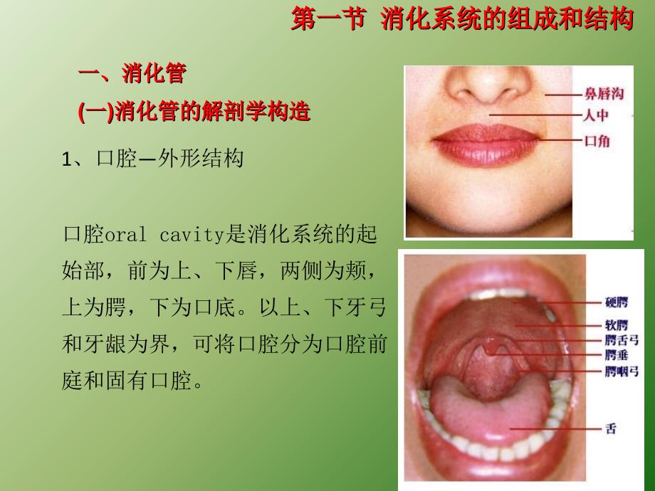 消化系统结构ppt课件_第3页