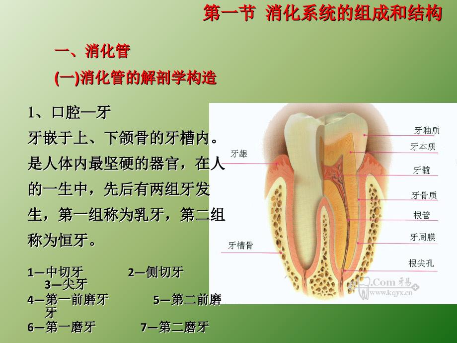 消化系统结构ppt课件_第4页