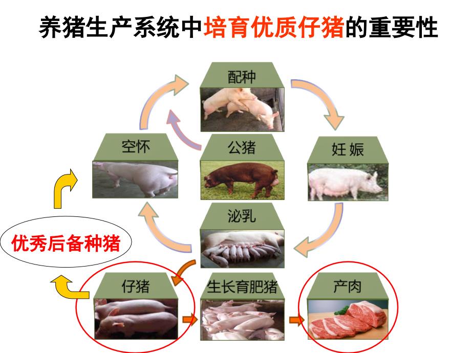 车炼强教槽料营养与营养结构_第2页