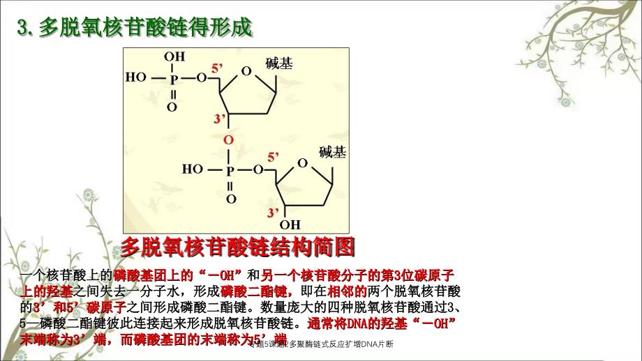 专题5课题2多聚酶链式反应扩增DNA片断_第4页