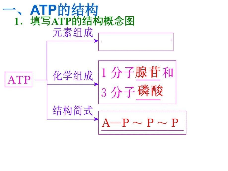 一轮复习：ATP_第5页